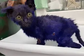 受虐的紫色小猫蓝精灵，如今蜕变成美丽长毛灰猫了图片