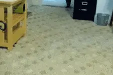 教科书般的猫步图片