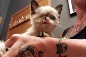 奶猫被野生小浣熊所伤变独眼小猫，虽残疾却受到万般宠爱图片