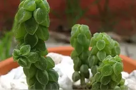 12种迷你植物，室内可爱的盆栽图片