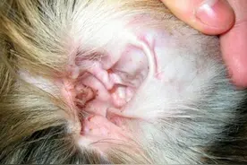 如何防治金毛等狗狗的耳朵发炎呢，这几种方法可以巧妙的处理图片