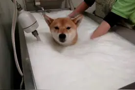 被主人带去做泡泡浴，柴犬竟舒服到眉开眼笑图片