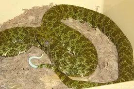 比大熊猫更濒危的蛇—莽山烙铁头蛇，价格被炒至百万！图片