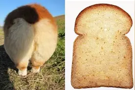 你见过" 长腿“柯基的泳姿么？图片