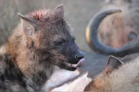 鬣狗群合力围攻一只猎物，不浪费食物，猎物最后被啃的只剩骨头图片