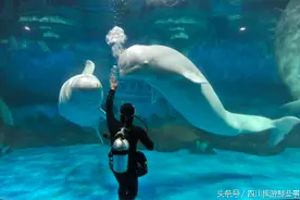 成都海昌极地海洋公园放大招，9.9元带着父母去看海图片