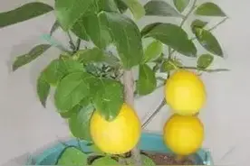 阳台几盆柠檬，喝柠檬茶再也不用出去买了图片