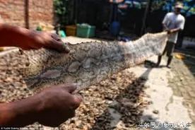实拍印尼屠蛇场：现场残忍至极，你的心灵有没有一点震撼？图片