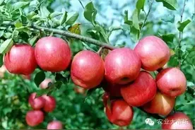 苹果树管理顺口溜，三言两语道破种植玄机！图片