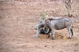 花豹先对小疣猪来了个熊抱随后将其残忍吃掉，最后眼神令人发慌！图片