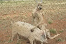 袋鼠对猪又搂又抱的行为着实搞笑，亲密相爱的一面被大鹅发现！图片