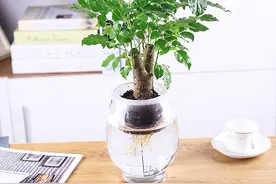 水培幸福树（又名绿宝、护眼树）图片