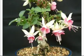 一组震撼的开花盆景植物，送给爱花的你图片