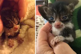 营养不良的流浪小猫街头奇迹获救，转变成活泼强壮的迷人小猫图片