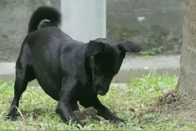 黑狗企图将松鼠幼崽据为己有，母松鼠一扑腾将狗狗赶跑图片