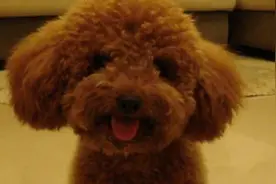 泰迪认怂：大哥别动手 我去怼空气