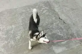 哈士奇出门遛弯不想回家，竟然咬断牵引绳。图片