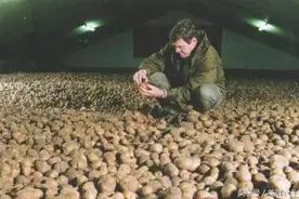 马铃薯（土豆）储藏期间块茎生理变化及前期处理措施图片