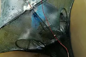 钓不到鱼，我就放地笼捉点小鱼小虾图片