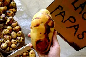 疯狂的土豆，看看长得像谁图片