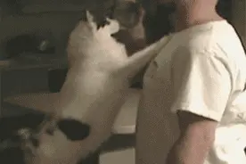 这真是各种宫斗大戏，你家的猫会这样争宠吗图片