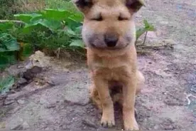 改造后的蜂箱，取蜂蜜不用再被蛰了~图片