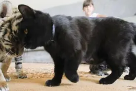 工作人员把兔子猫和老虎豹子放一起，别人都很担心但场面很意外！图片