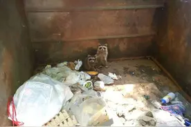 浣熊困在垃圾集中箱被发现，它久久停留在原地感谢他的救命树枝图片