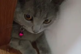 喵主子和我玩躲猫猫时卡住，被救出来后的一幕，我吓懵了。。图片
