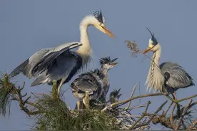 随手拍昭通，城市周边的苍鹭图片