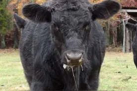 狗狗口水确实多，但是这样流口水的话就要注意了，是犬瘟。图片