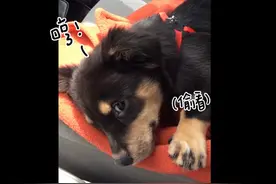 麻麻说不可以坐腿上，可爱小狗耍赖还一直「张」！图片