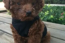 泰迪剪毛后，我怎么看见了腊肠图片