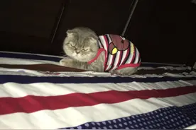 猫妈妈难产，老公给它口对口呼吸，终于把它救活了图片