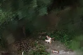 外婆和一家子猫图片
