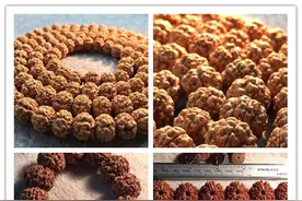 金刚菩提子购买守则（非常全面）图片