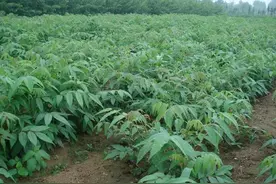 特种蔬菜红香椿种植技术图片