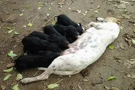 古巴一只狗妈妈收养5只孤儿小猪！一到时间就躺下喂奶，超温馨！图片