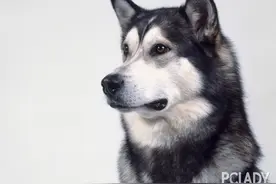 阿拉斯加雪橇犬眼睛怎么护理？有什么方法？图片