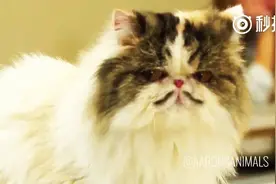 猫咪上学的一天图片