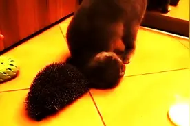 用刺猬来抓痒的猫咪，喵星人你的节操去哪儿了呢？图片