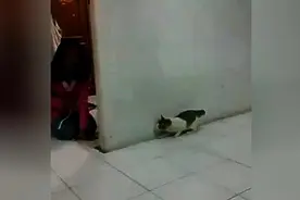 猫咪跟主人躲猫猫，结果让主人吓了一跳，这反应笑翻了图片