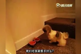 吃饭前要先祈祷的狗狗！图片