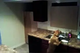 他要解开爱犬每天逃出厨房到门外等他的谜，结果录下画面让他揪心图片