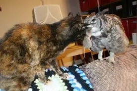 最懂感的恩猫头鹰，每天叼老鼠和蛇报恩，主人一睁眼就看到这样图片