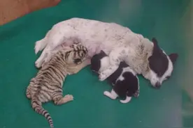 作为一只成年猫，还要去喝狗奶，都替它觉得脸红图片