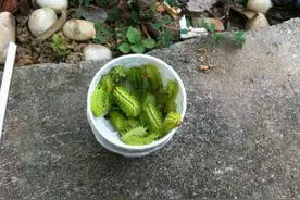 农村用洋辣子在老鼠洞设陷阱，老鼠也尝尝被蛰滋味。那个惨叫图片