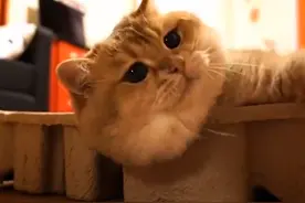 猫咪钻纸板凹槽失败 面露生无可恋表情  萌翻了！图片