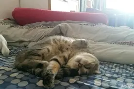 困的翻白眼，小贱别硬撑了  赶紧睡觉吧！图片