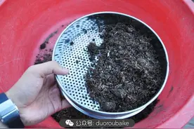 多肉秋播进行时！快来看看我的播种方法吧~图片